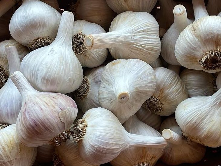 Cleaned and cured garlic.