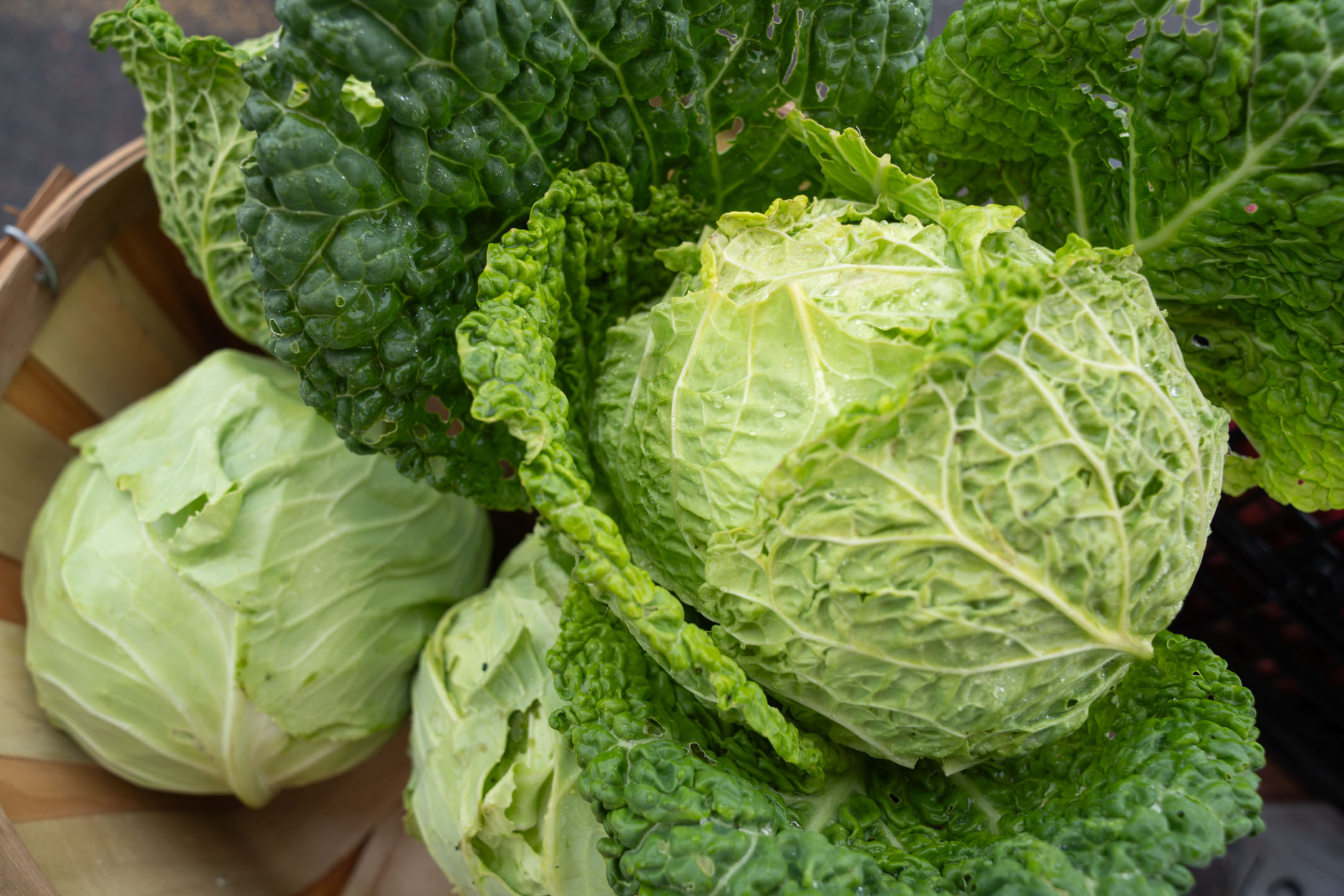 Freshly harvested cabbage and lettece.